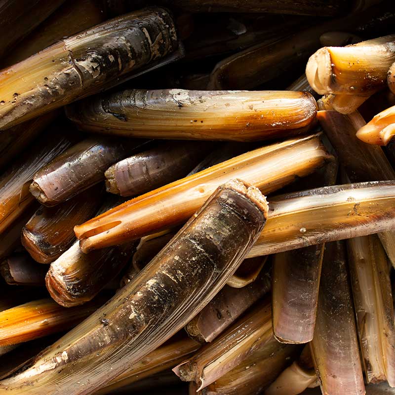 Razor Clams — Products Pangea Shellfish Company